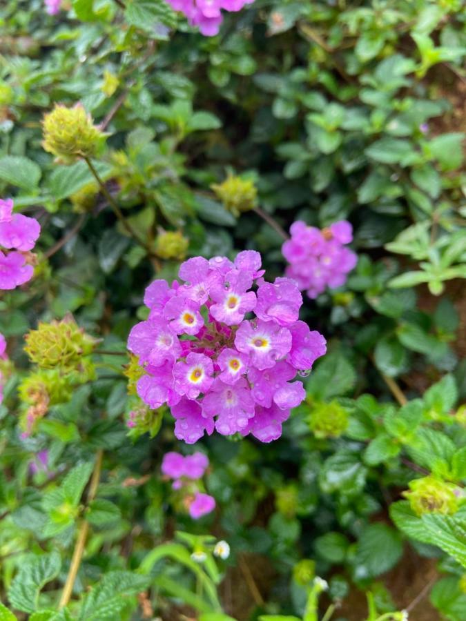 Da Lat Sunshine Garden Exterior photo